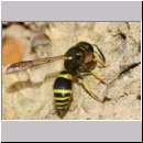 F-Ancistrocerus sp w14 beim Nestbau-Lehm wird im Vorwaertsflug zum Nest geschafft.jpg